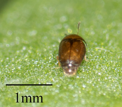 Sericoderus
