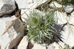 Eryngium spinalba