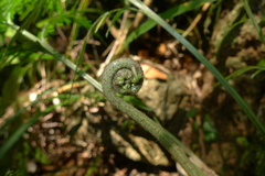 Asplenium subflexuosum