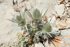 Eryngium spinalba