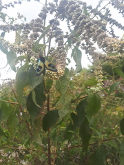 Chrysocale splendens