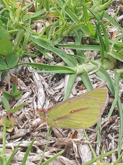 Colias dimera