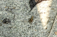 Phlaeoba antennata
