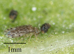 Ectopsocus strauchi
