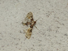 Azochis rufidiscalis