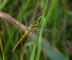 Sympetrum parvulum