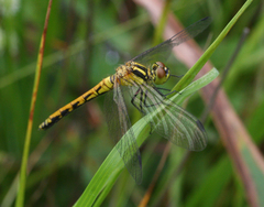 Sympetrum parvulum