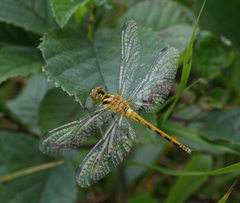 Sympetrum parvulum
