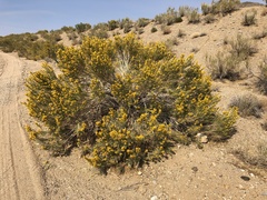 Ericameria paniculata