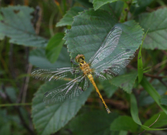 Sympetrum parvulum