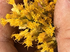 Ericameria paniculata