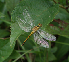 Sympetrum parvulum