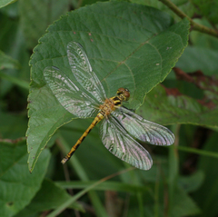 Sympetrum parvulum