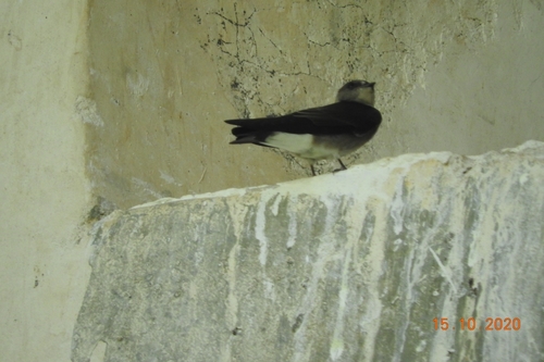 Golondrina Pecho Gris