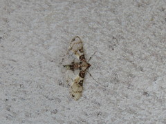 Azochis rufidiscalis
