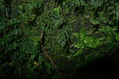 Polyphlebium vieillardii