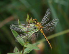 Sympetrum parvulum