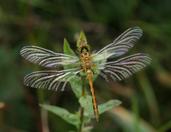 Sympetrum parvulum