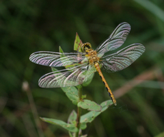 Sympetrum parvulum