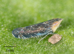 Scaphytopius loricatus