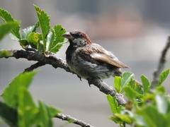 Passer domesticus