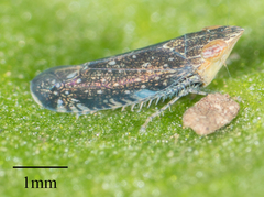 Scaphytopius loricatus