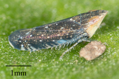 Scaphytopius loricatus