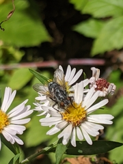 Tachinidae