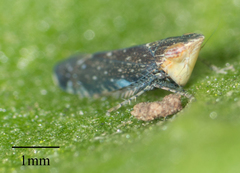 Scaphytopius loricatus