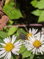 Tachinidae