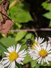 Tachinidae