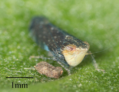 Scaphytopius loricatus