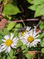 Tachinidae