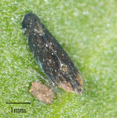 Scaphytopius loricatus