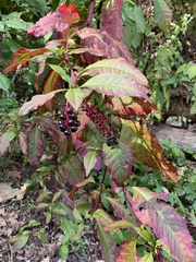 Phytolacca americana