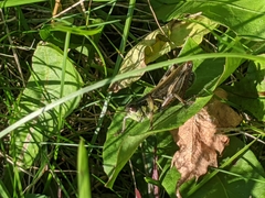 Melanoplus femurrubrum