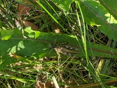 Melanoplus femurrubrum