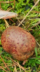 Rhizopogonaceae