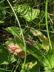Melanoplus femurrubrum