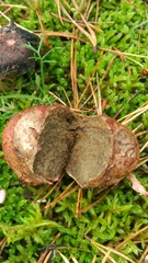 Rhizopogonaceae