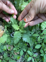 Urtica dioica dioica