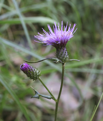 Cirsium suzukaense