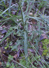 Cirsium suzukaense