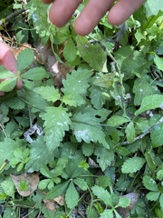 Urtica dioica dioica