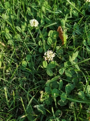 Trifolium repens