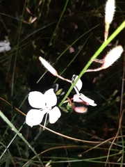 Oenothera lindheimeri