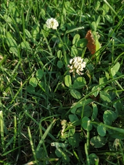 Trifolium repens