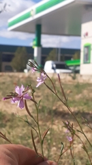 Epilobium brachycarpum