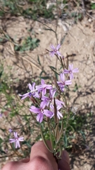 Epilobium brachycarpum