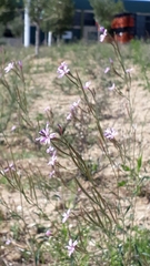 Epilobium brachycarpum